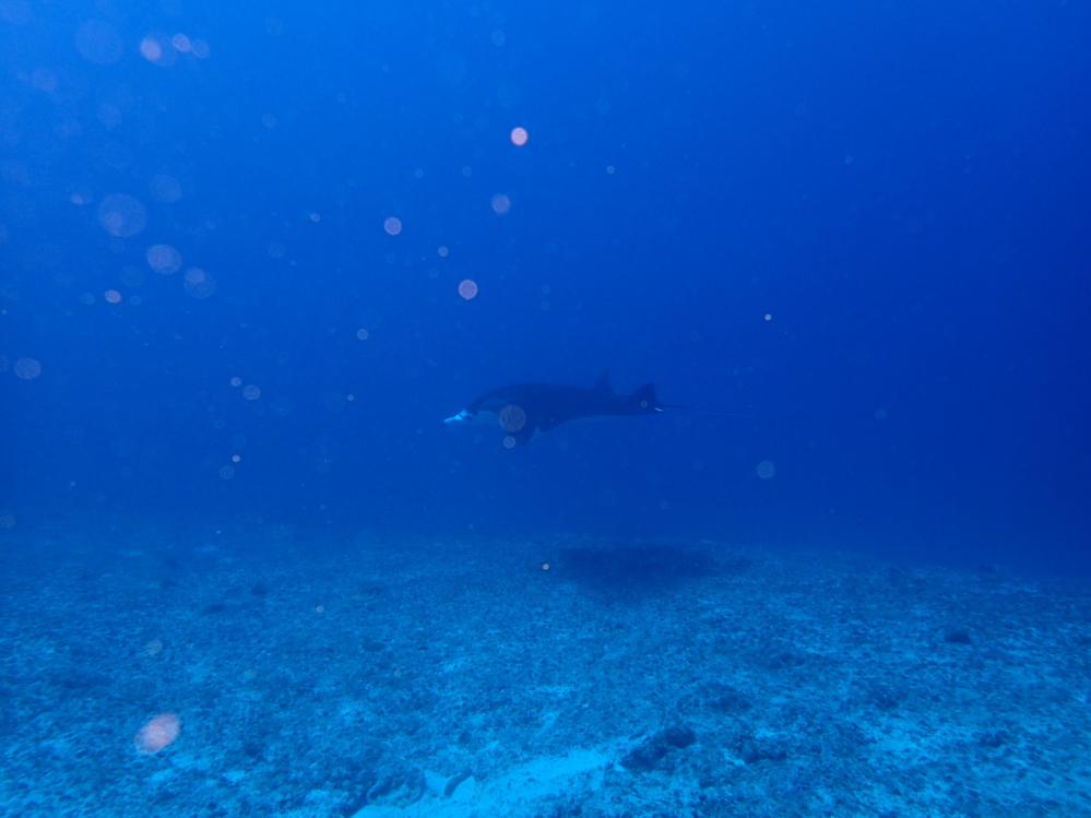 ダイビング ポイント情報 黒島V字ドロップの水中写真